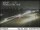 Webcam in Dupont, Washington, 20.6 mi away