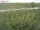 Webcam on Fehmarn, 16.3 mi away