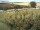 Webcam on Fehmarn, 33.2 mi away