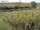 Webcam su Fehmarn, 12.6 km