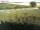 Webcam on Fehmarn, 5.2 mi away