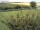 Webcam sur Fehmarn, 13.2 km