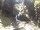 Webcam in Triberg im Schwarzwald, 11.9 mi away