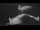 Webcam on the Sarfaq Ittuk, 55.9 mi away