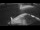 Webcam on the Sarfaq Ittuk, 91.7 mi away
