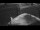 Webcam on the Sarfaq Ittuk, 167.4 mi away