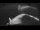 Webcam auf der Sarfaq Ittuk, 66.6 km entfernt