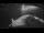 Webcam auf der Sarfaq Ittuk, 312.1 km entfernt