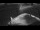 Webcam on the Sarfaq Ittuk, 35.9 mi away