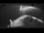 Webcam sur la Sarfaq Ittuk, 259.3 km