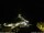 Webcam in Ponta do Garajau (Madeira), 14.8 km entfernt