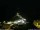 Webcam in Ponta do Garajau (Madeira), 4.6 mi away