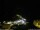 Webcam in Ponta do Garajau (Madeira), 12 km entfernt
