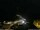 Webcam in Ponta do Garajau (Madeira), 964.9 km
