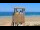 Webcam in Biscarrosse, 0 mi away