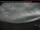 Webcam in Haines Junction, 198.7 km