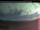 Webcam in Clearwater, 183 km