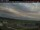 Webcam in Prince George, 236.9 km
