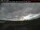 Webcam in Havre Saint-Pierre, 548 km entfernt
