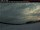 Webcam in Sandy Lake, 243.2 km entfernt