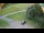Webcam in Ravascletto, 0.1 mi away