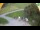 Webcam in Ravascletto, 0.7 km