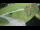 Webcam in Ravascletto, 0.2 mi away
