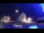 Webcam in Tarvisio, 1.4 km entfernt
