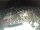 Webcam in Bellariva di Rimini, 17.6 km