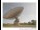 Webcam in Parkes, 294.4 km entfernt