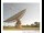 Webcam in Parkes, 292.7 km entfernt
