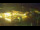 Webcam in Juist, 0.5 km