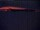 Webcam at the South Pole, 0 mi away