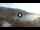 Webcam in Cala Vadella (Ibiza), 20 km entfernt