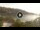 Webcam in Cala Vadella (Ibiza), 10.1 mi away
