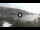 Webcam in Ibiza - Cala Vadella, 28.1 km