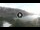 Webcam in Cala Vadella (Ibiza), 28.1 km