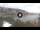 Webcam in Ibiza - Cala Vadella, 28.1 km