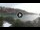 Webcam in Cala Vadella (Ibiza), 10.3 km