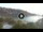 Webcam in Cala Vadella (Ibiza), 28.1 km