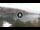 Webcam in Cala Vadella (Ibiza), 7 mi away
