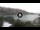 Webcam in Ibiza - Cala Vadella, 20 km
