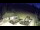 Webcam in Myślenice, 37.3 km entfernt