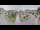 Webcam in Cucq, 84.5 km