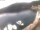 Webcam in Valun (Cres), 10.7 km