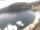 Webcam in Valun (cres), 5.3 km