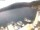 Webcam in Valun (cres), 9.5 km