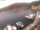 Webcam in Valun (Cherso), 9.7 km