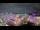 Webcam in Carmel, Indiana, 13.5 mi away