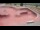 Webcam in Perpignan, 1.1 mi away